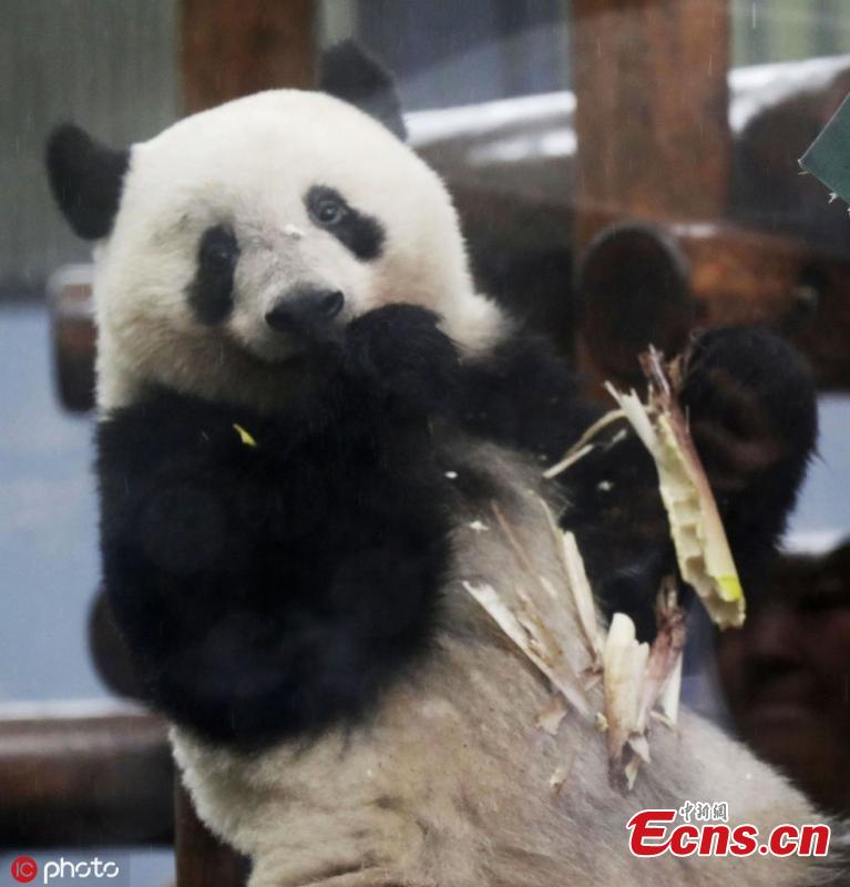 Xiang Xiang, a giant panda born at Tokyo\'s Ueno Zoo in 2017, was displayed to the media on June 10 ahead of her second birthday on June 12, 2019. Xiang Xiang, on loan from China, was due to be returned there when she turned 2, but the Tokyo metropolitan government was able to extend her stay until the end of December 2020. (Photo/IC)