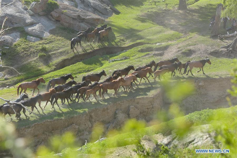 Horses are seen in a trip for summer pasture, northwest China\'s Xinjiang Uygur Autonomous Region, on June 6, 2019. As summer comes, herdsmen of Kazak ethnic group here are busy with transferring livestock to summer pastures. (Xinhua/Ding Lei)