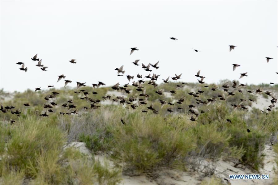 Wild birds fly over the Ulunggur Lake National Wetland Park in Altay, northwest China\'s Xinjiang Uygur Autonomous Region, June 9, 2019. (Xinhua/Ding Lei)