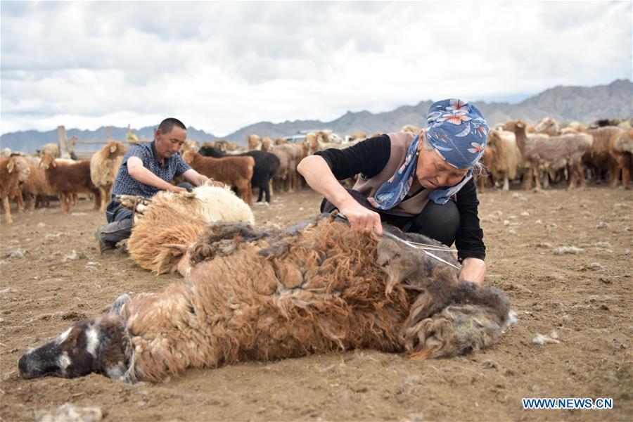 Herdsmen shear sheep in the summer pasture, northwest China\'s Xinjiang Uygur Autonomous Region, on June 7, 2019. As summer comes, herdsmen of Kazak ethnic group here are busy with transferring livestock to summer pastures. (Xinhua/Ding Lei)