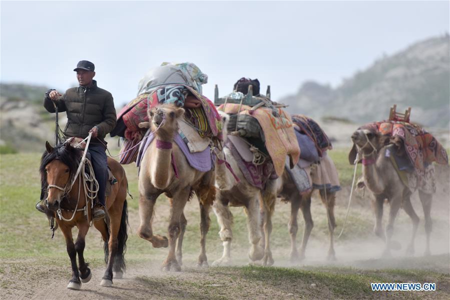 A herdsman leads his camels in a trip to summer pasture in Fuhai County of Altay, northwest China\'s Xinjiang Uygur Autonomous Region, on June 6, 2019. As summer comes, herdsmen of Kazak ethnic group here are busy with transferring livestock to summer pastures. (Xinhua/Ding Lei)