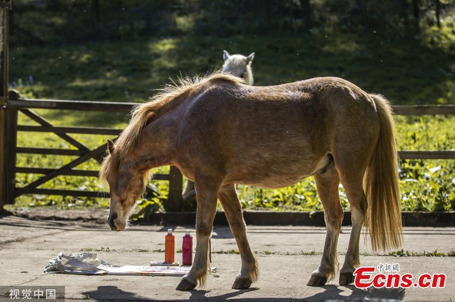 In the photo released on June 9, 2019, Oxford Brookes University student Elodie Poncin tries to teach her 12-year-old pony Teddy to paint. Poncin, 18, is studying art and design at the UK university and wants her last exhibition to stand out from the crowd.(Photo/VCG)