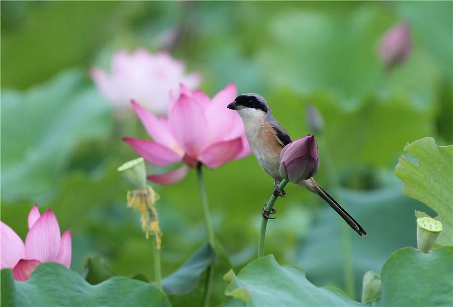 A lotus pond with pink blossoms at a local park in Yongzhou, Central China\'s Hunan Province, becomes a sightseeing magnet for shutterbugs and painters on June 9, 2019.  (Photo/Xinhua)