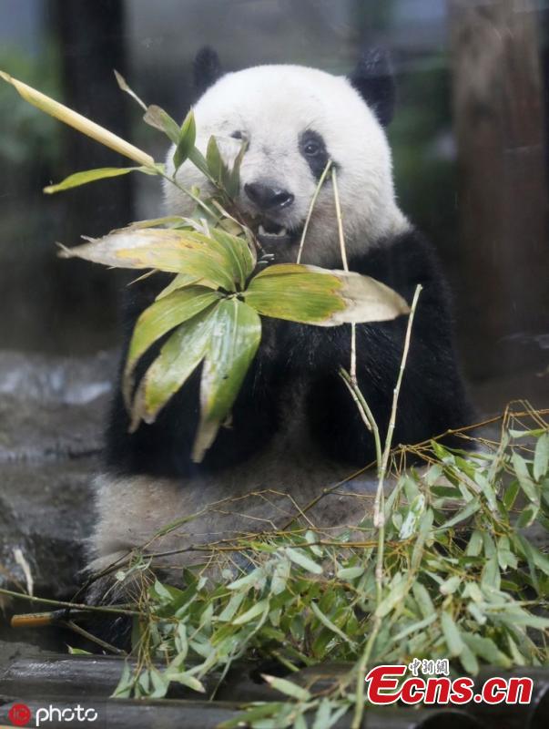 Xiang Xiang, a giant panda born at Tokyo\'s Ueno Zoo in 2017, was displayed to the media on June 10 ahead of her second birthday on June 12, 2019. Xiang Xiang, on loan from China, was due to be returned there when she turned 2, but the Tokyo metropolitan government was able to extend her stay until the end of December 2020. (Photo/IC)