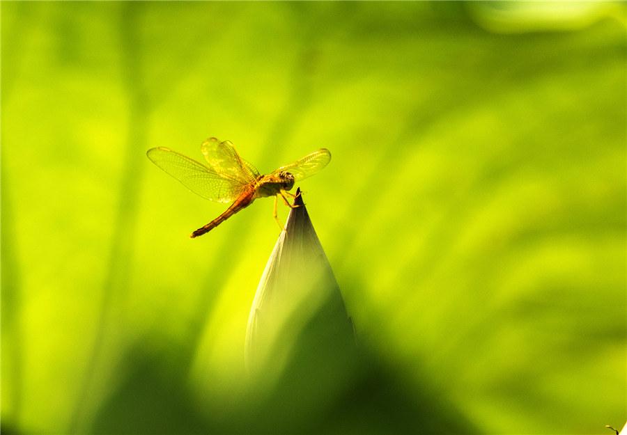 Lotus flower buds at a local fish pond in Wuhu, East China\'s Anhui Province, attract wildlife with their fragrant beauty on June 9, 2019.  (Photo/Xinhua)