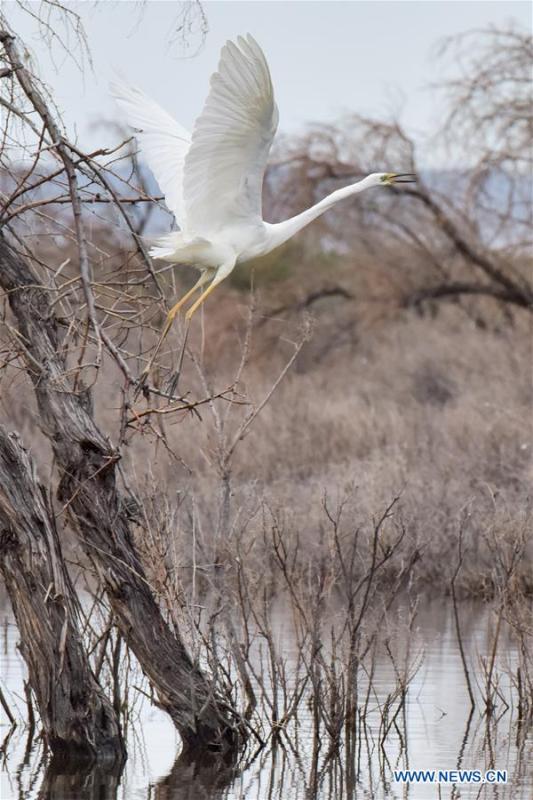 An egret is seen at the Ulunggur Lake National Wetland Park in Altay, northwest China\'s Xinjiang Uygur Autonomous Region, June 9, 2019. (Xinhua/Ding Lei)