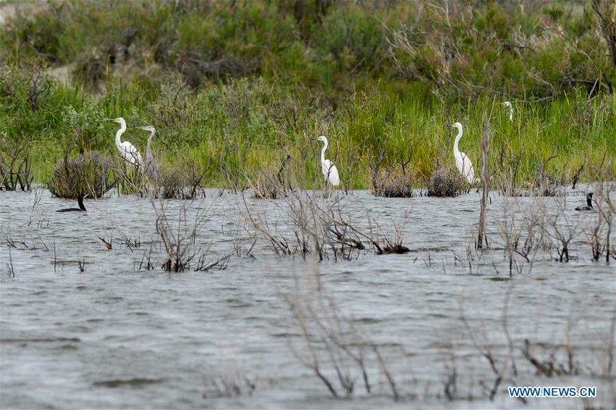 Egrets are seen at the Ulunggur Lake National Wetland Park in Altay, northwest China\'s Xinjiang Uygur Autonomous Region, June 9, 2019. (Xinhua/Ding Lei)