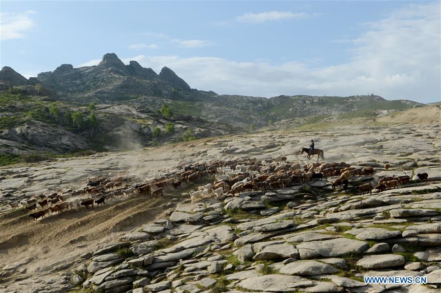 A herdsman drives the livestock in a trip for summer pasture in Fuhai County of Altay, northwest China\'s Xinjiang Uygur Autonomous Region, on June 6, 2019. As summer comes, herdsmen of Kazak ethnic group here are busy with transferring livestock to summer pastures. (Xinhua/Ding Lei)