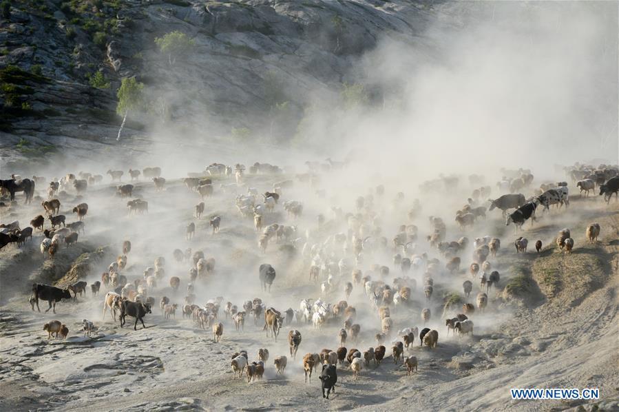 A flock of livestock are seen in a trip for summer pasture, northwest China\'s Xinjiang Uygur Autonomous Region, on June 6, 2019. As summer comes, herdsmen of Kazak ethnic group here are busy with transferring livestock to summer pastures. (Xinhua/Ding Lei)