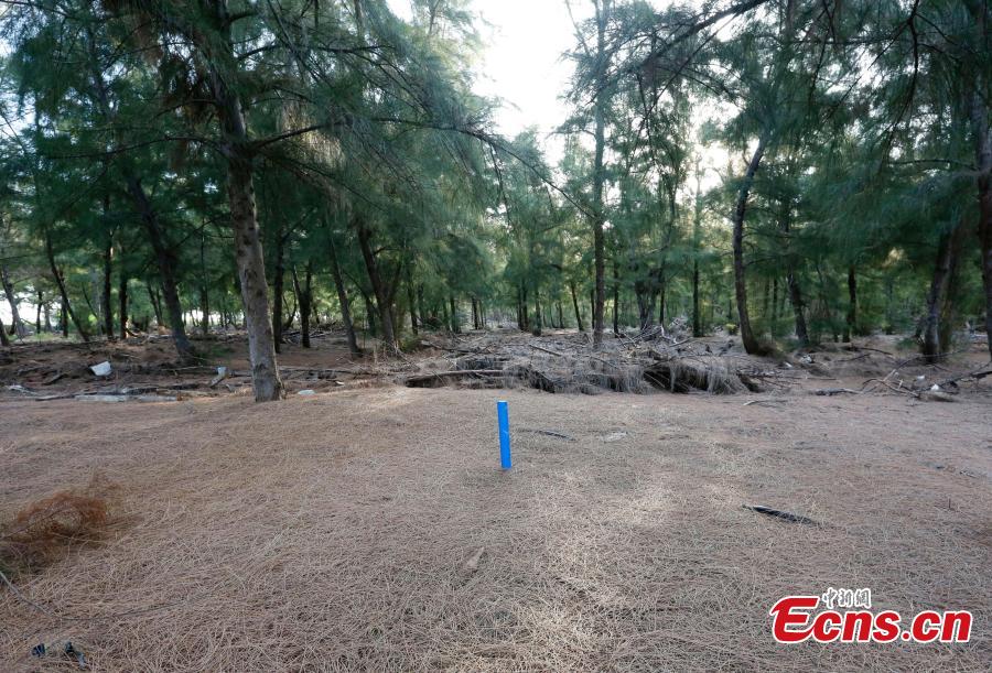 PLA Navy soldiers work on Zhongjian Island of Xisha Islands in South China Sea, Hainan Province. Over dozens of years, soldiers have transformed the barren site into a lush area despite the harsh environment of high temperatures, high humidity, high salt and lack of fresh water. (Photo: China News Service/Wang Xiaobin)