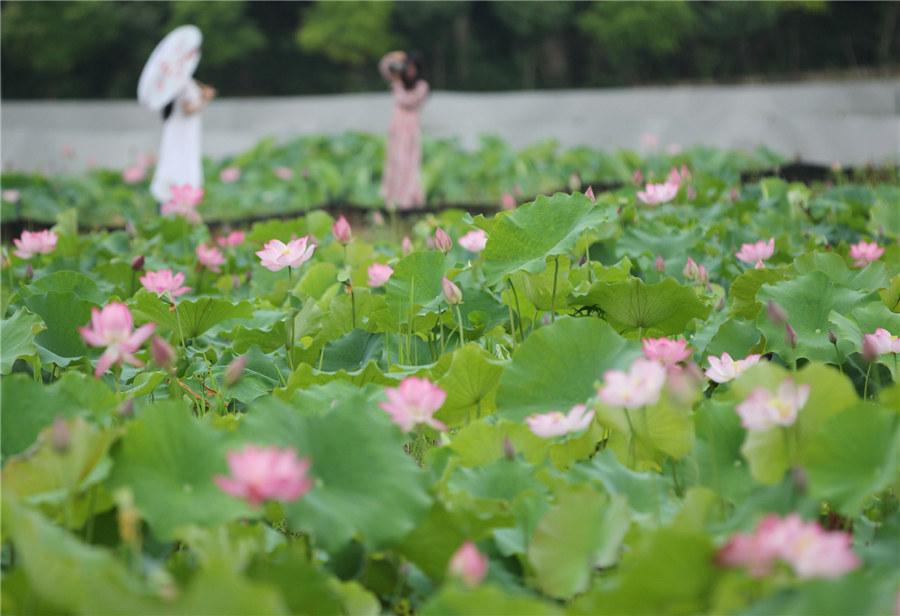 A lotus pond with pink blossoms at a local park in Yongzhou, Central China\'s Hunan Province, becomes a sightseeing magnet for shutterbugs and painters on June 9, 2019. (Photo/Xinhua)