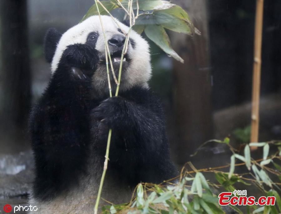 Xiang Xiang, a giant panda born at Tokyo\'s Ueno Zoo in 2017, was displayed to the media on June 10 ahead of her second birthday on June 12, 2019. Xiang Xiang, on loan from China, was due to be returned there when she turned 2, but the Tokyo metropolitan government was able to extend her stay until the end of December 2020. (Photo/IC)