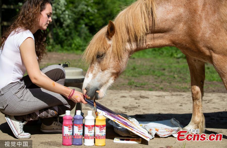 In the photo released on June 9, 2019, Oxford Brookes University student Elodie Poncin tries to teach her 12-year-old pony Teddy to paint. Poncin, 18, is studying art and design at the UK university and wants her last exhibition to stand out from the crowd.(Photo/VCG)