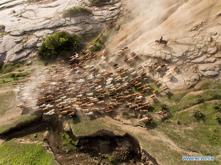 Aerial photo shows a herdsman driving the livestock in a trip for summer pasture in Fuhai County of Altay, northwest China\'s Xinjiang Uygur Autonomous Region, on June 6, 2019. As summer comes, herdsmen of Kazak ethnic group here are busy with transferring livestock to summer pastures. (Xinhua/Ding Lei)