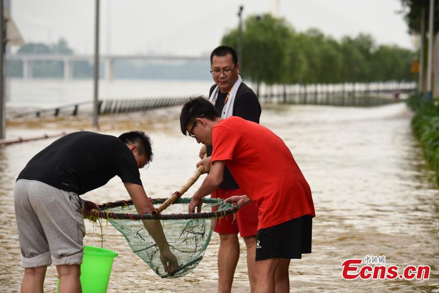 Residents catch fish on a flooded street near the Liujiang River after heavy rainfall upstream in Liuzhou City, Southwest China’s Guangxi Zhuang Autonomous Region, June 10, 2019. (Photo: China News Service/Wang Yizhao)