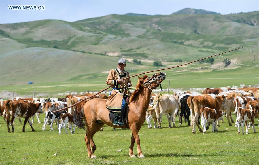 A herdsman herds livestock during the nomadic migration on the Ar Horqin grassland in Chifeng City, north China\'s Inner Mongolia Autonomous Region, May 31, 2019. Yearly nomadic grazing is still a tradition for people live on the Ar Horqin grassland, where was listed of National Important Agricultural Heritage Systems in 2014. For a long time, herdsmen would decide the route and time of yearly nomadic grazing according to the growth of grassland. (Xinhua/Peng Yuan)
