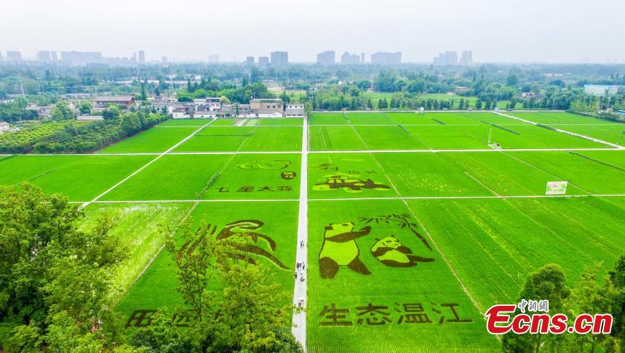 An aerial view of patterns featuring giant pandas, the local specialty garlic and Chinese characters in a rice paddy field in Wenjiang District, Chengdu City, Sichuan Province, June 10, 2019. (Photo: China News Service/Lyu Jia)
