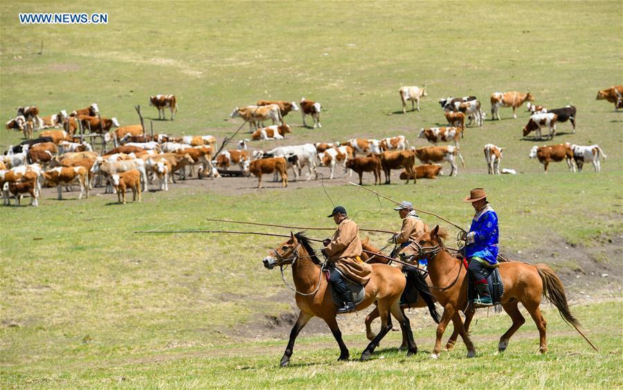 Herdsmen herd livestock during the nomadic migration on the Ar Horqin grassland in Chifeng City, north China\'s Inner Mongolia Autonomous Region, May 31, 2019. Yearly nomadic grazing is still a tradition for people live on the Ar Horqin grassland, where was listed of National Important Agricultural Heritage Systems in 2014. For a long time, herdsmen would decide the route and time of yearly nomadic grazing according to the growth of grassland. (Xinhua/Peng Yuan)