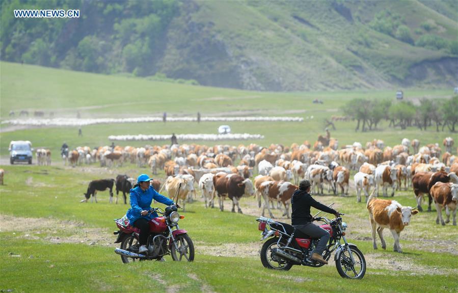 A family herd livestock to the summer camp during the nomadic migration on the Ar Horqin grassland in Chifeng City, north China\'s Inner Mongolia Autonomous Region, June 1, 2019. Yearly nomadic grazing is still a tradition for people live on the Ar Horqin grassland, where was listed of National Important Agricultural Heritage Systems in 2014. For a long time, herdsmen would decide the route and time of yearly nomadic grazing according to the growth of grassland. (Xinhua/Peng Yuan)