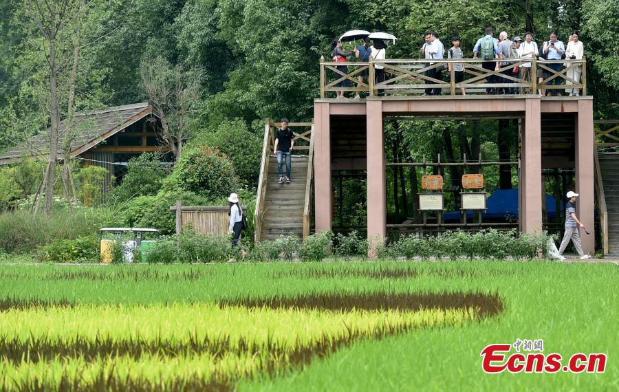 An aerial view of patterns featuring giant pandas, the local specialty garlic and Chinese characters in a rice paddy field in Wenjiang District, Chengdu City, Sichuan Province, June 10, 2019. (Photo: China News Service/Lyu Jia)