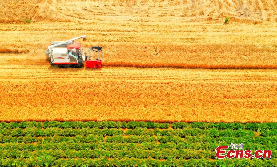 Drone photo shows wheat fields in northern Anhui province as the area enters harvest season. (Photo: China News Service/Chen Jie)