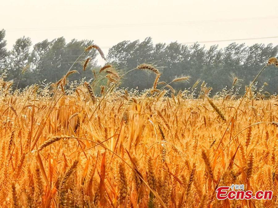 Drone photo shows wheat fields in northern Anhui province as the area enters harvest season. (Photo: China News Service/Chen Jie)