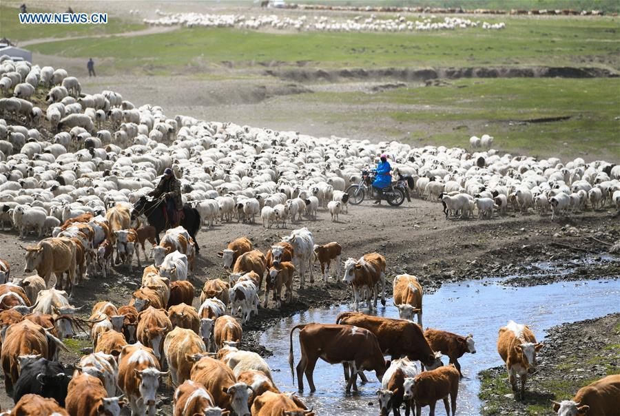 The livestock rest during the nomadic migration on the Ar Horqin grassland in Chifeng City, north China\'s Inner Mongolia Autonomous Region, June 1, 2019. Yearly nomadic grazing is still a tradition for people live on the Ar Horqin grassland, where was listed of National Important Agricultural Heritage Systems in 2014. For a long time, herdsmen would decide the route and time of yearly nomadic grazing according to the growth of grassland. (Xinhua/Peng Yuan)