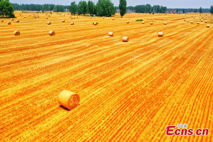 Drone photo shows wheat fields in northern Anhui province as the area enters harvest season. (Photo: China News Service/Chen Jie)