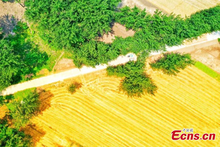 Drone photo shows wheat fields in northern Anhui province as the area enters harvest season. (Photo: China News Service/Chen Jie)