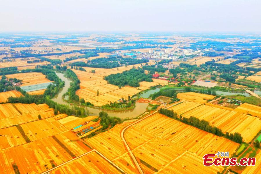 Drone photo shows wheat fields in northern Anhui province as the area enters harvest season. (Photo: China News Service/Chen Jie)