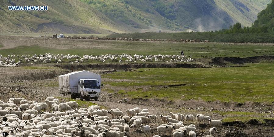 The nomadic family drives to herd livestock to the summer camp on the Ar Horqin grassland in Chifeng City, north China\'s Inner Mongolia Autonomous Region, June 1, 2019. Yearly nomadic grazing is still a tradition for people live on the Ar Horqin grassland, where was listed of National Important Agricultural Heritage Systems in 2014. For a long time, herdsmen would decide the route and time of yearly nomadic grazing according to the growth of grassland. (Xinhua/Peng Yuan)