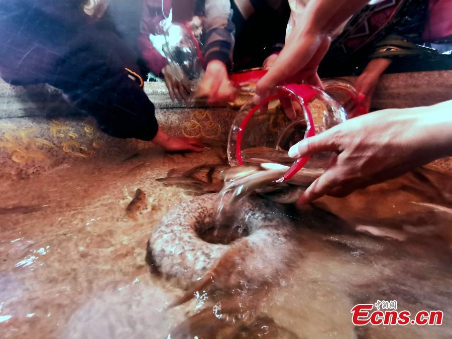 To help replenish fish stocks, Gymnocypris przewalskii, a species of cyprinid, are released into Qinghai Lake in Gangcha County, Northwest China’s Qinghai Province, June 11, 2019. Local Tibetans and tourists released one million artificially bred Gymnocypris przewalskii fish fry into the Shaliu River, a main water source of the lake on Tuesday, with 12 million baby fish to be released by the end of August. The fish was listed as a critically endangered species in China in 2004. Since 2002, more than 126 million fish fry have been released into the lake, the largest saltwater lake in China. (Photo: China News Service/Li Juan)