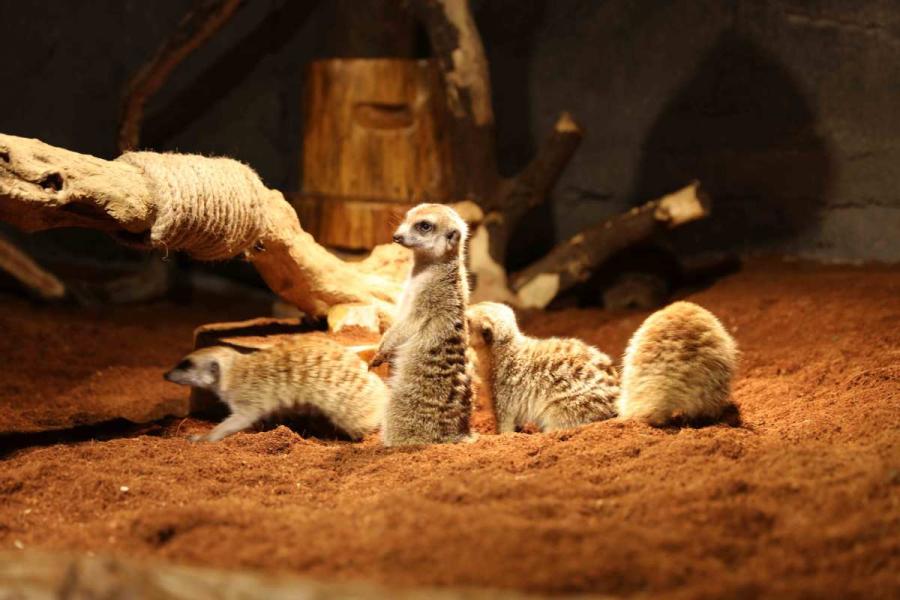 Zoolung Zoolung, the first indoor animal theme park located in downtown Shanghai, has officially opened at a shopping mall in Shanghai Pudong New Area.  (Photo provided to chinadaily.com.cn)
