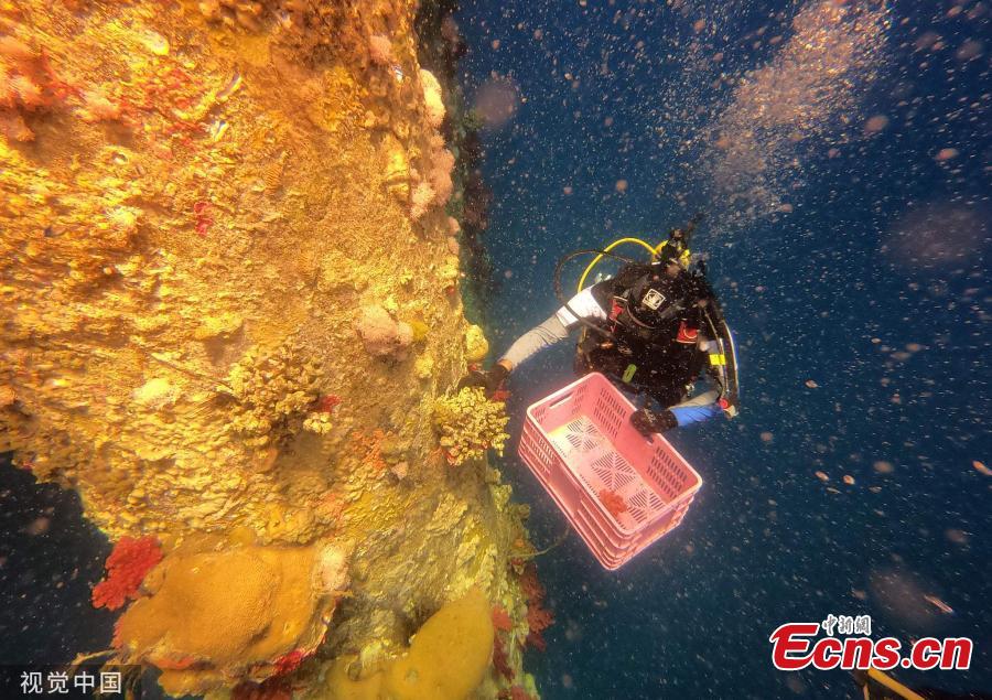 The scuba diving marine ecologists use chisels and hammers to remove the coral from the jetty pilings. After bringing the coral to the surface, they are taken to the Underwater Observatory Marine Park where they are divided between the reef and a large aquarium. (Photo/Agencies)