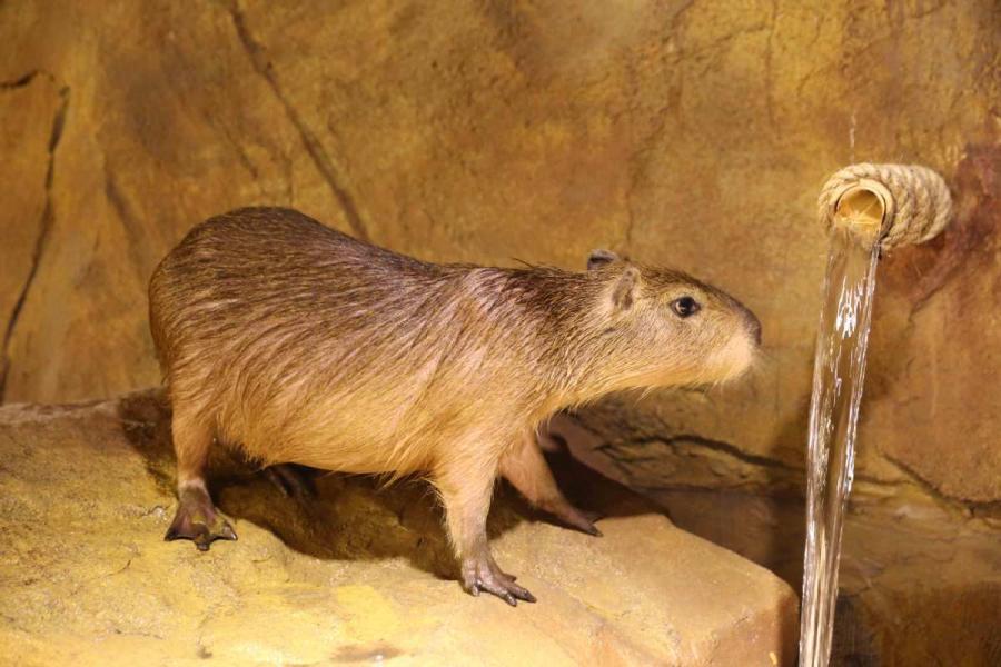 Zoolung Zoolung, the first indoor animal theme park located in downtown Shanghai, has officially opened at a shopping mall in Shanghai Pudong New Area. (Photo provided to chinadaily.com.cn)