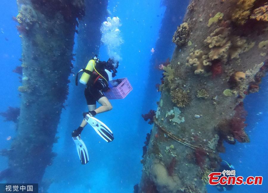 Marine ecologists are removing Red Sea coral and moving them to another site to avoid them perishing during maintenance works on a jetty. (Photo/Agencies)