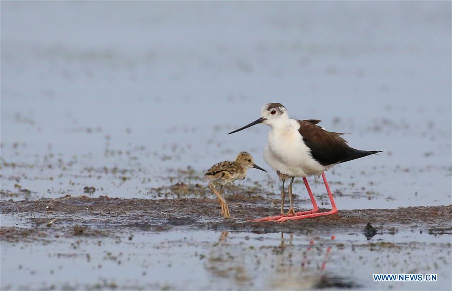 An adult black-winged stilt is seen with a baby black-winged stilt at Xihai wetland in Jinpu New District in Dalian, northeast China\'s Liaoning Province, June 11, 2019. (Xinhua/Piao Feng)