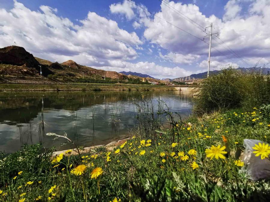 A view of the grasslands at the foot of Qilian Mountain in Zhangye city, Northwest China\'s Gansu Province, June 6, 2019. (Photo/chinadaily.com.cn)
