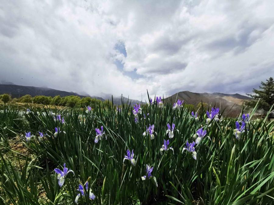 A view of the grasslands at the foot of Qilian Mountain in Zhangye city, Northwest China\'s Gansu Province, June 6, 2019. (Photo/chinadaily.com.cn)