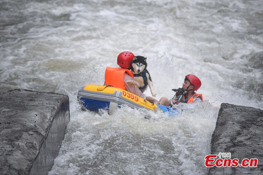 A unique rafting competition with entrants competing together with their canine pals is held in a river in Lianyun Mountain in Pingjiang County, Central China’s Hunan Province, June 12, 2019. The rafting route stretched for eight kilometers. (Photo: China News Service/Yang Huafeng)