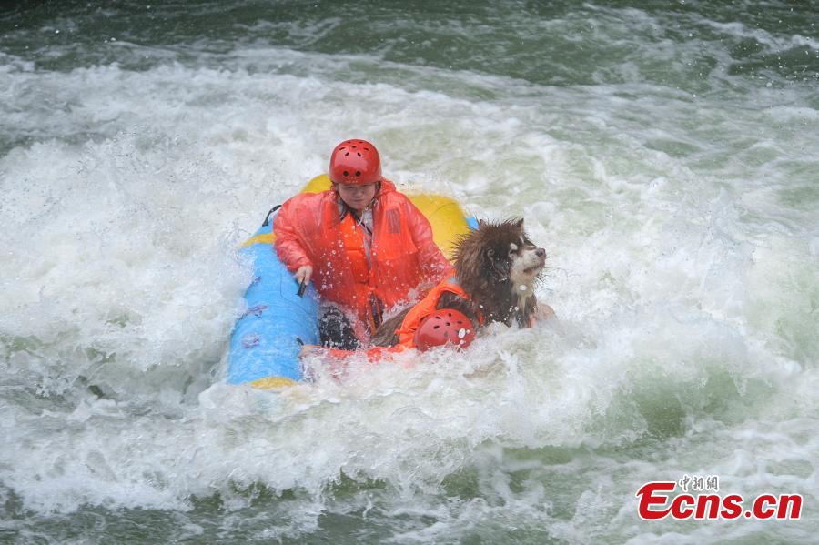 A unique rafting competition with entrants competing together with their canine pals is held in a river in Lianyun Mountain in Pingjiang County, Central China’s Hunan Province, June 12, 2019. The rafting route stretched for eight kilometers. (Photo: China News Service/Yang Huafeng)