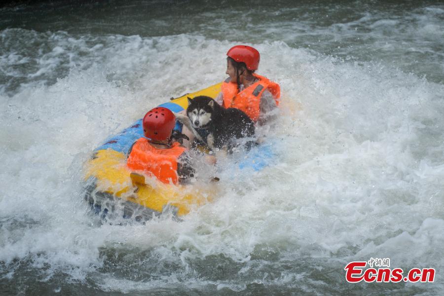 A unique rafting competition with entrants competing together with their canine pals is held in a river in Lianyun Mountain in Pingjiang County, Central China’s Hunan Province, June 12, 2019. The rafting route stretched for eight kilometers. (Photo: China News Service/Yang Huafeng)
