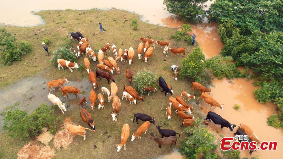 After days of strong rain, cows remain trapped by flood waters near the Ganjiang River in Taihe County, East China’s Jiangxi Province, in this aerial photo taken June 12, 2019. Parks and fields in the county were submerged, while roads were closed and electricity supplies cut. (Photo: China News Service/Deng Heping)