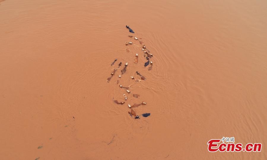 After days of strong rain, cows remain trapped by flood waters near the Ganjiang River in Taihe County, East China’s Jiangxi Province, in this aerial photo taken June 12, 2019. Parks and fields in the county were submerged, while roads were closed and electricity supplies cut. (Photo: China News Service/Deng Heping)