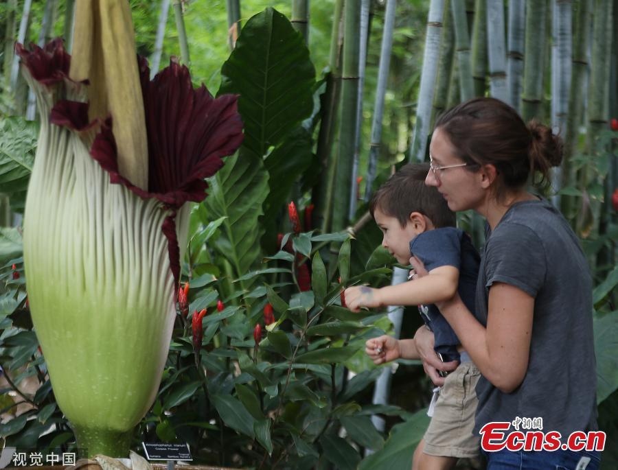 The rare “corpse flower,” known by its scientific name of amorphophallus titanum, blooms at the Tropical Bamboo Nursery & Gardens in Loxahatche, Florida on June 11, 2019.  Officials at Tropical Bamboo said the flower last bloomed in 2014. The corpse flower is called such because of its putrid stench when it blooms. Some compare the scent to the smell of a corpse. (Photo/VCG)