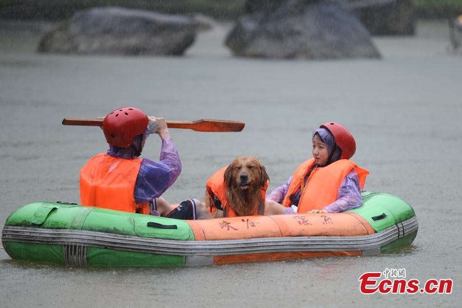 A unique rafting competition with entrants competing together with their canine pals is held in a river in Lianyun Mountain in Pingjiang County, Central China’s Hunan Province, June 12, 2019. The rafting route stretched for eight kilometers. (Photo: China News Service/Yang Huafeng)