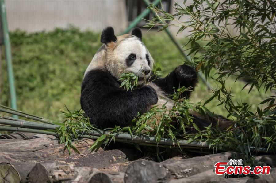 The eldest sister Meng Meng of the only giant panda triplets in the world is expecting a baby in three months, Meng Meng and her brothers Shuai Shuai and Ku Ku were born on July 29, 2014, at the Chimelong Safari Park in south China\'s Guangzhou City and they are the world\'s first healthy panda triplets. These days, Meng Meng\'s appetite is not very good, and she becomes lazy and loves to sleep. These are all signs of pregnancy. Meng Meng carries the triplet genes, but it\'s not certain whether she will give birth to another triplet. (Photo provided to China News Service)