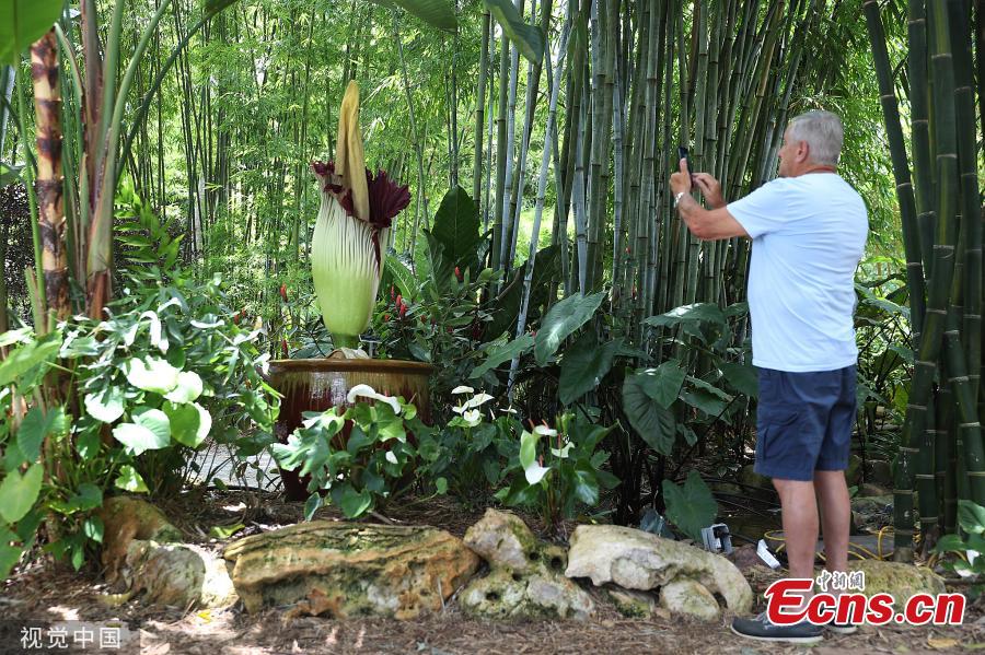 The rare “corpse flower,” known by its scientific name of amorphophallus titanum, blooms at the Tropical Bamboo Nursery & Gardens in Loxahatche, Florida on June 11, 2019.  Officials at Tropical Bamboo said the flower last bloomed in 2014. The corpse flower is called such because of its putrid stench when it blooms. Some compare the scent to the smell of a corpse. (Photo/VCG)