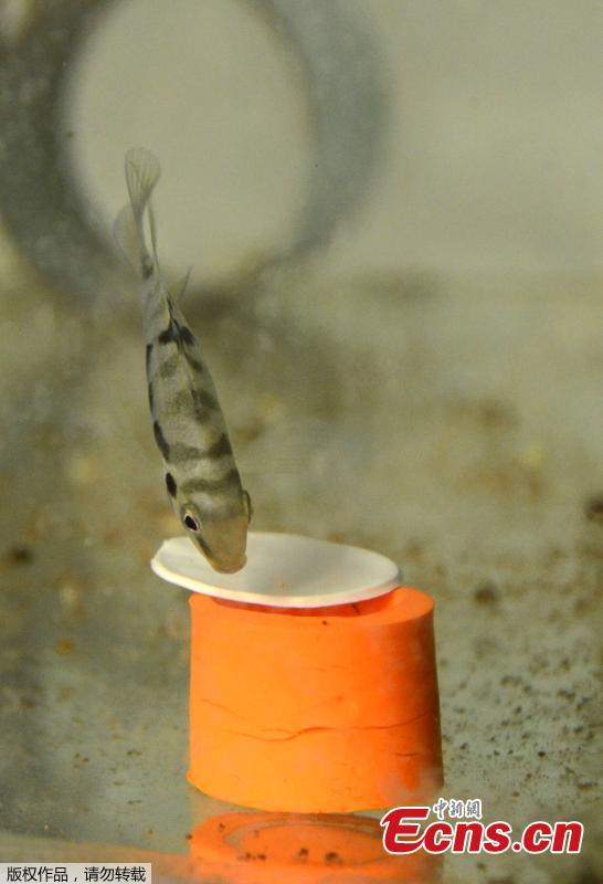 This picture taken and released by the CNRS of the Bourgogne University shows a haplochromine cichlids (maylandia estherae) trying to open a box as part of a scientic experiment. Using a behavior test measuring the pessimism of the animal, researchers managed to show that a fish experiences \