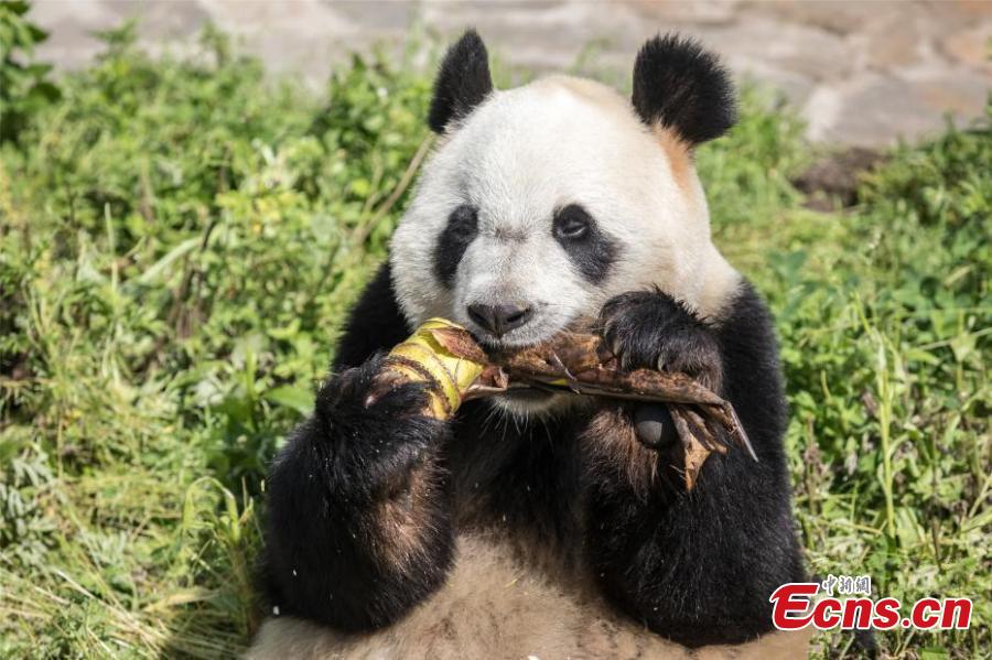 The eldest sister Meng Meng of the only giant panda triplets in the world is expecting a baby in three months, Meng Meng and her brothers Shuai Shuai and Ku Ku were born on July 29, 2014, at the Chimelong Safari Park in south China\'s Guangzhou City and they are the world\'s first healthy panda triplets. These days, Meng Meng\'s appetite is not very good, and she becomes lazy and loves to sleep. These are all signs of pregnancy. Meng Meng carries the triplet genes, but it\'s not certain whether she will give birth to another triplet. (Photo provided to China News Service)